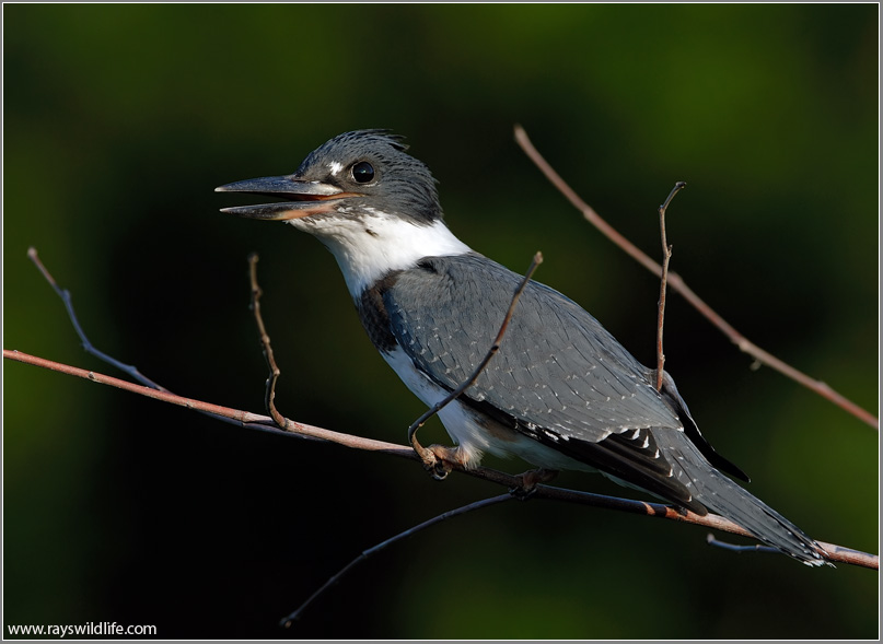 Belted Kingfisher 11