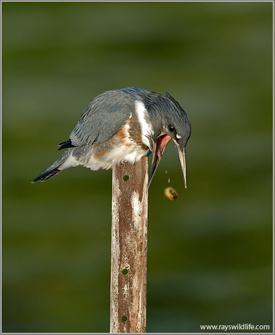 Belted Kingfisher with a bad meal!  20