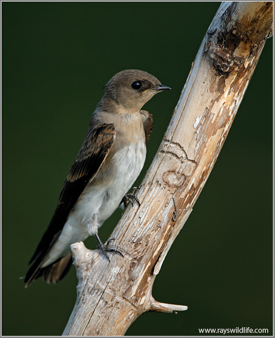 Northern Rough-winged Swallow 12