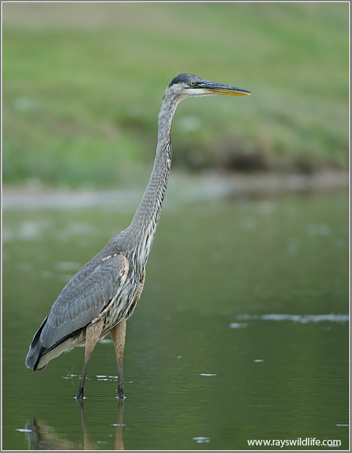 Great Blue Heron 57