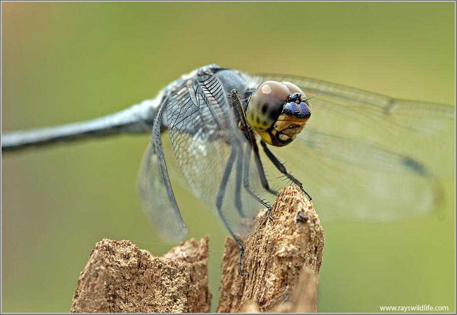 Dragonfly