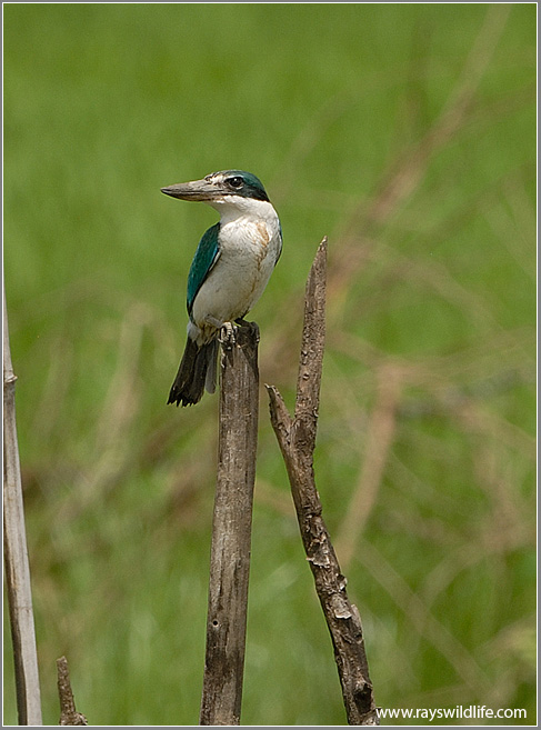 Collared Kingfisher 2