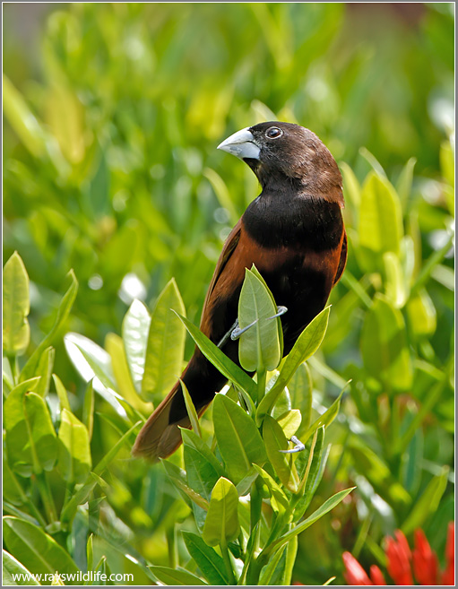 Black-headed Munia 1