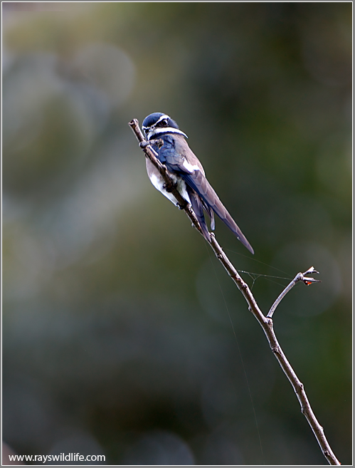 Whiskered Treeswift 1