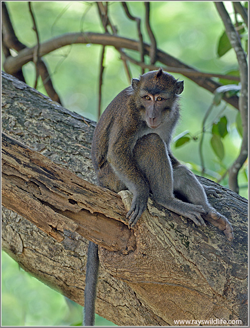 Philippine Macaque
