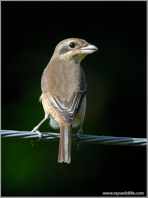 Brown Shrike 3