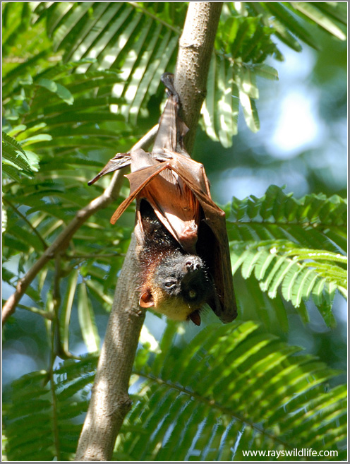 Giant golden-crowned flying fox