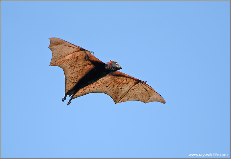 Giant golden-crowned flying fox