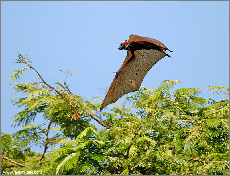 Giant golden-crowned flying fox