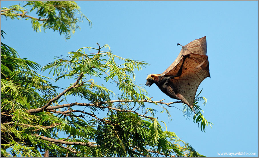 Giant golden-crowned flying fox
