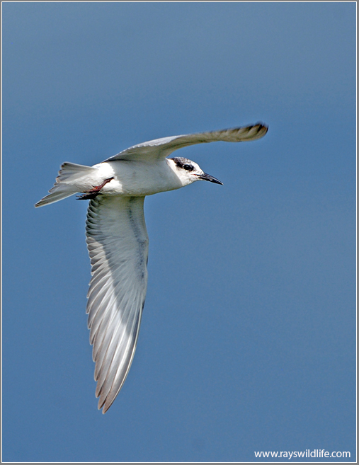 Whiskered Tern 3
