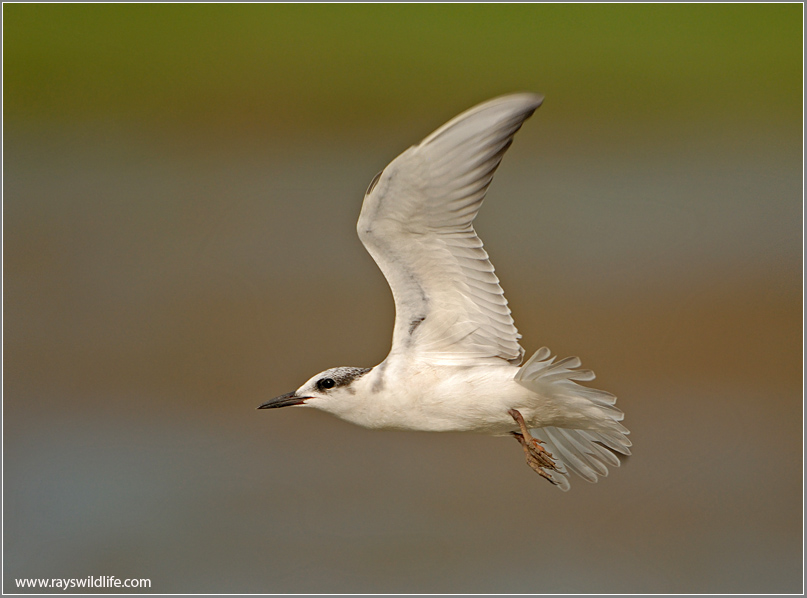 Whiskered Tern 4