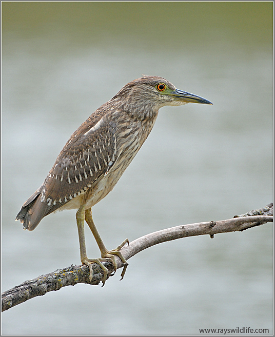 Black Crowned Night Heron 37