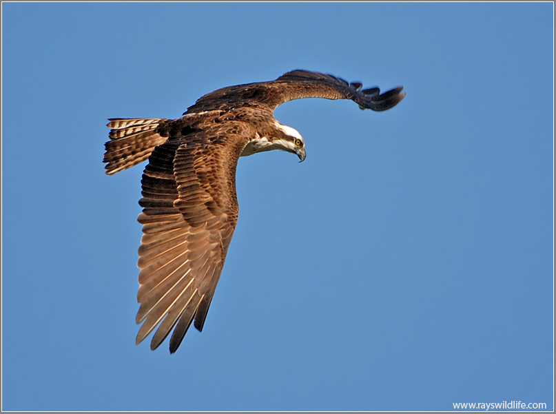 Osprey 43