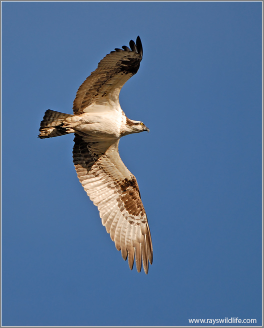 Osprey 45