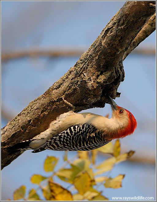 Red-bellied Woodpecker 4