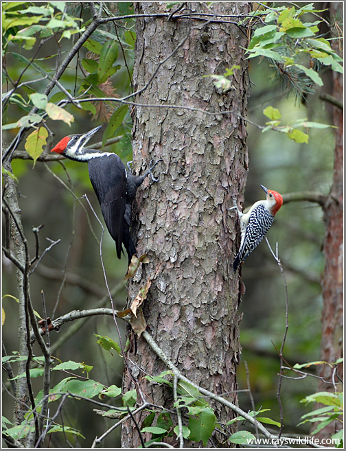 Pileated Woodpecker and a Red Bellied WP 8
