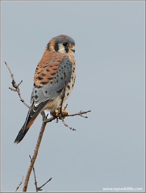 American Kestrel 11