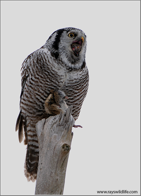 Northern Hawk Owl swallowing a  Vole 15