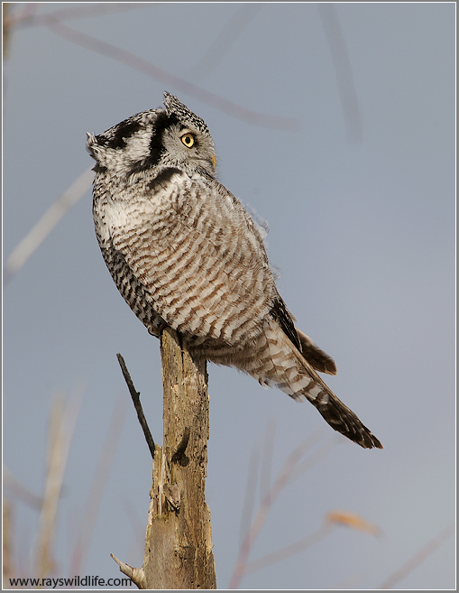 Northern Hawk Owl looking Back 20