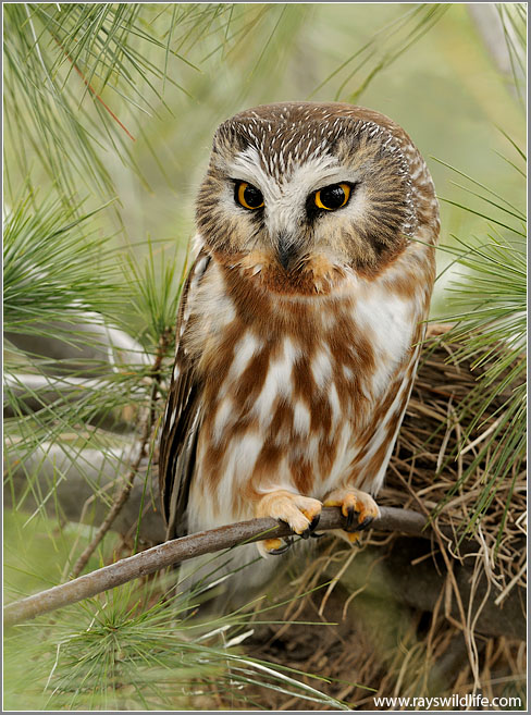 Northern Saw-whet Owl 3
