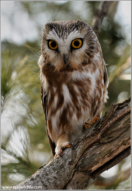 Northern Saw-whet Owl 8