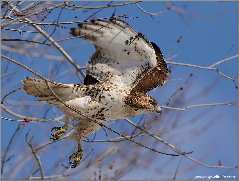  Red-tailed Hawk in Flight 164