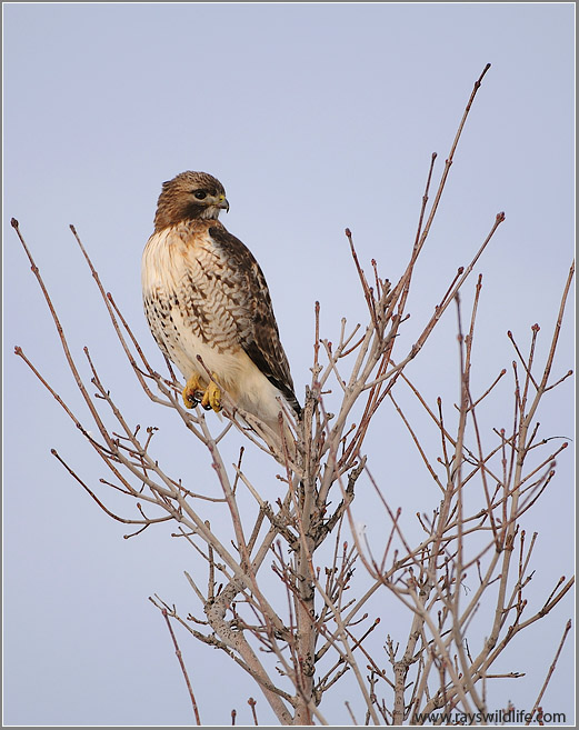  Red-tailed Hawk in Flight 172