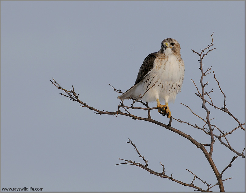  Red-tailed Hawk in Flight 174