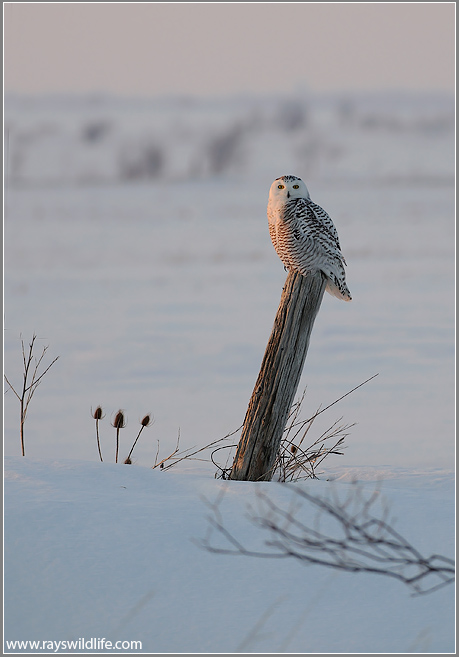 Snowy Owl 25