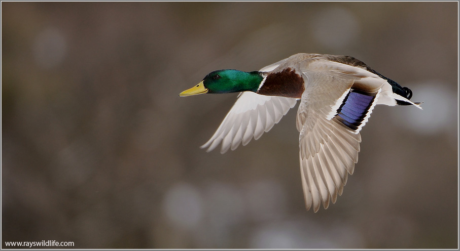 Mallard in Flight 48