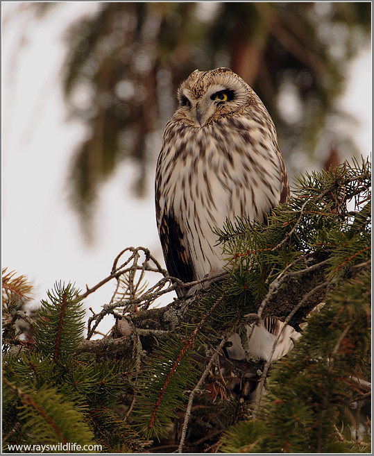 Short-eared Owl Hunting 46