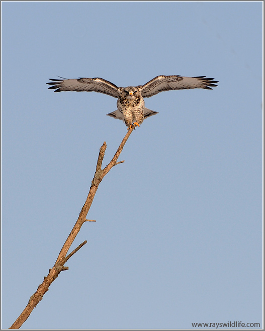 Rough-legged Hawk Landing 2