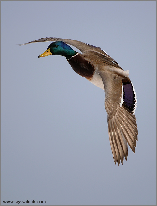 Mallard in Flight 51