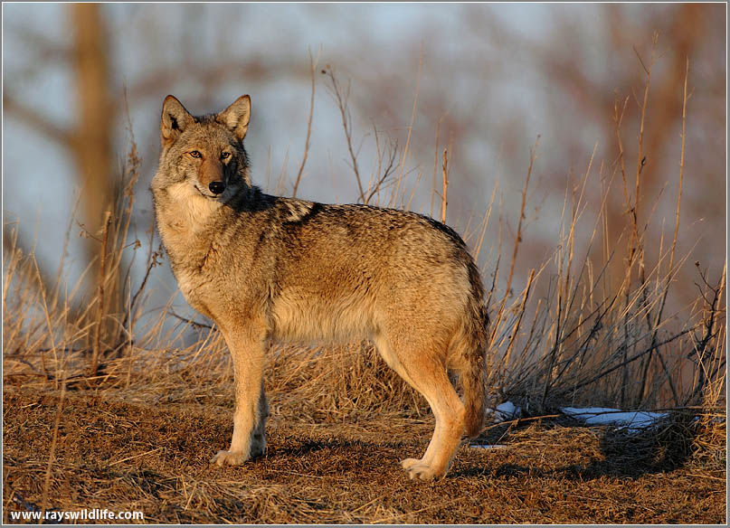 Coyote Hunting