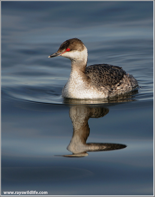 Horned Grebe 4