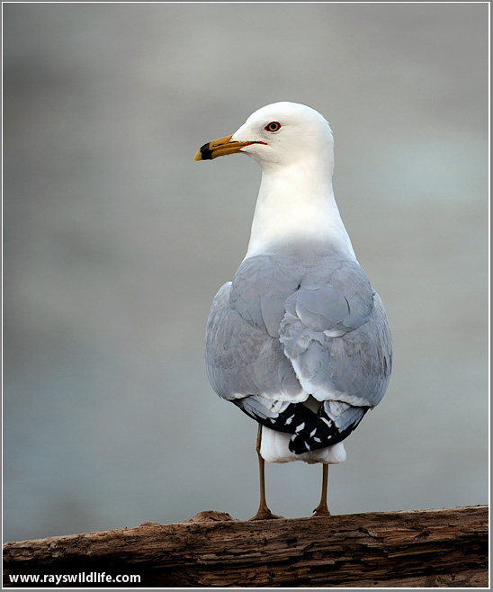 Ring-billed Gull 9