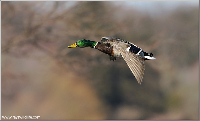 Mallard in Flight 52