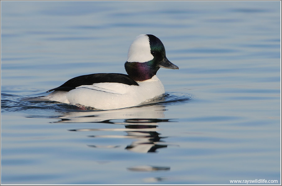 Buffleheads 19