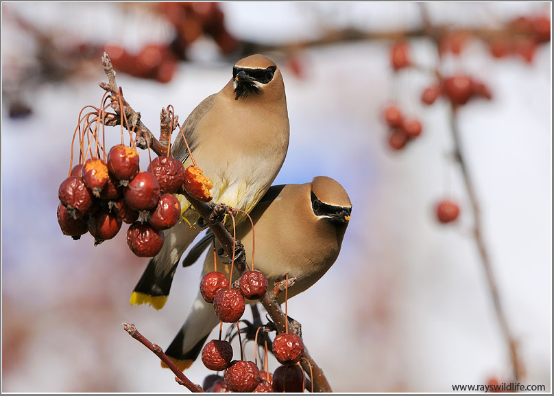 Cedar Waxwings 18