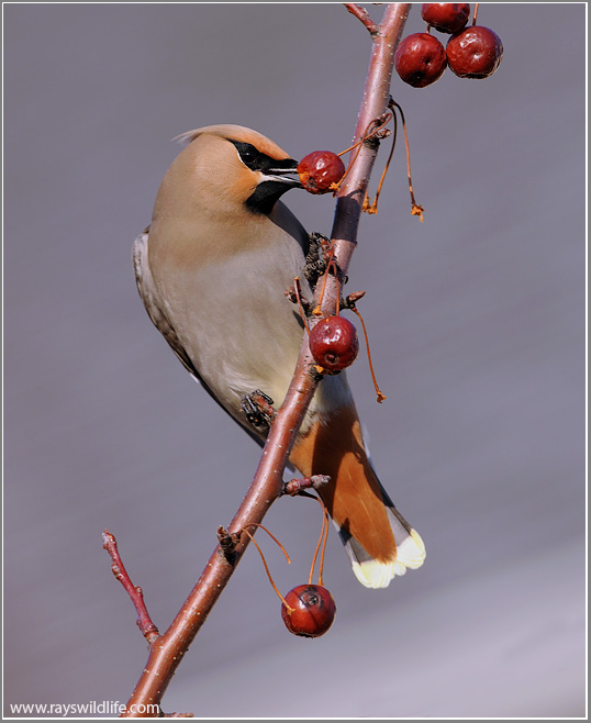 Bohemian Waxwing 5