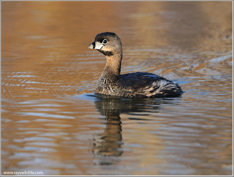 Pied-billed Grebe 5