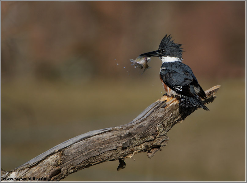 Belted Kingfisher with Breakfast 26