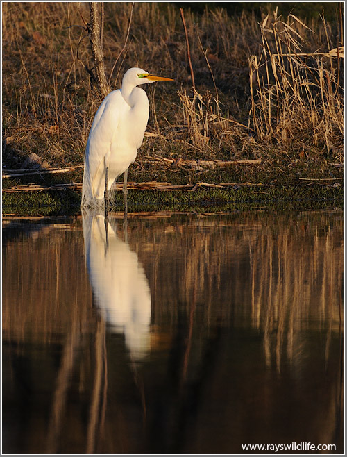 Great White Egret calls it a Night 48