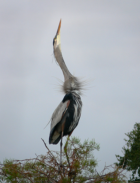 Looking for a Mate
