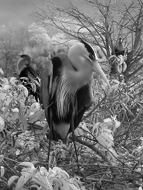 Great blue IR