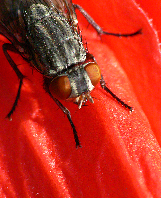 Fly on Flower