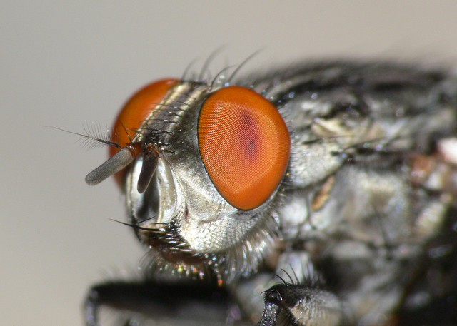 The Fly II
