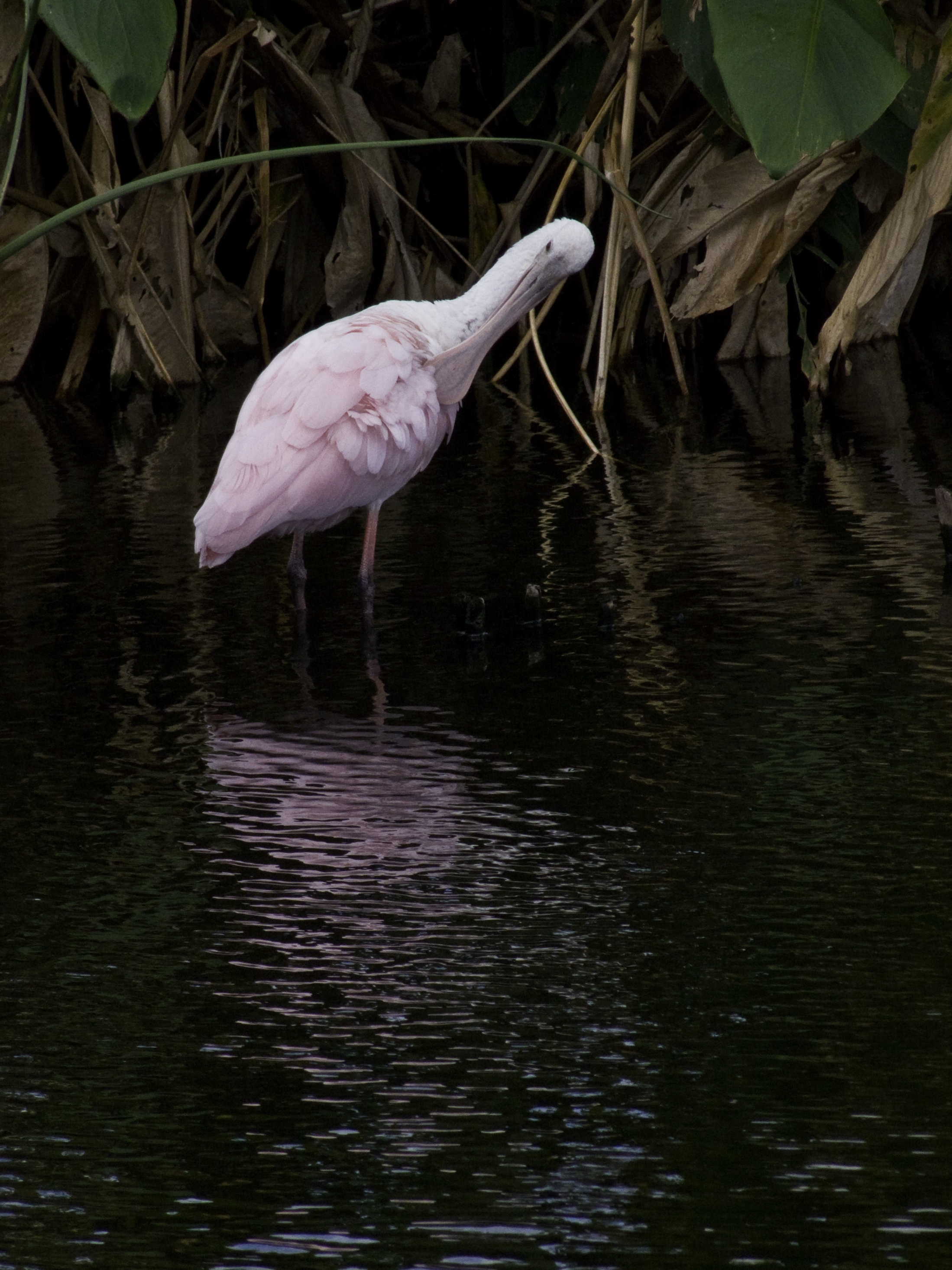 SpoonBill3.psd