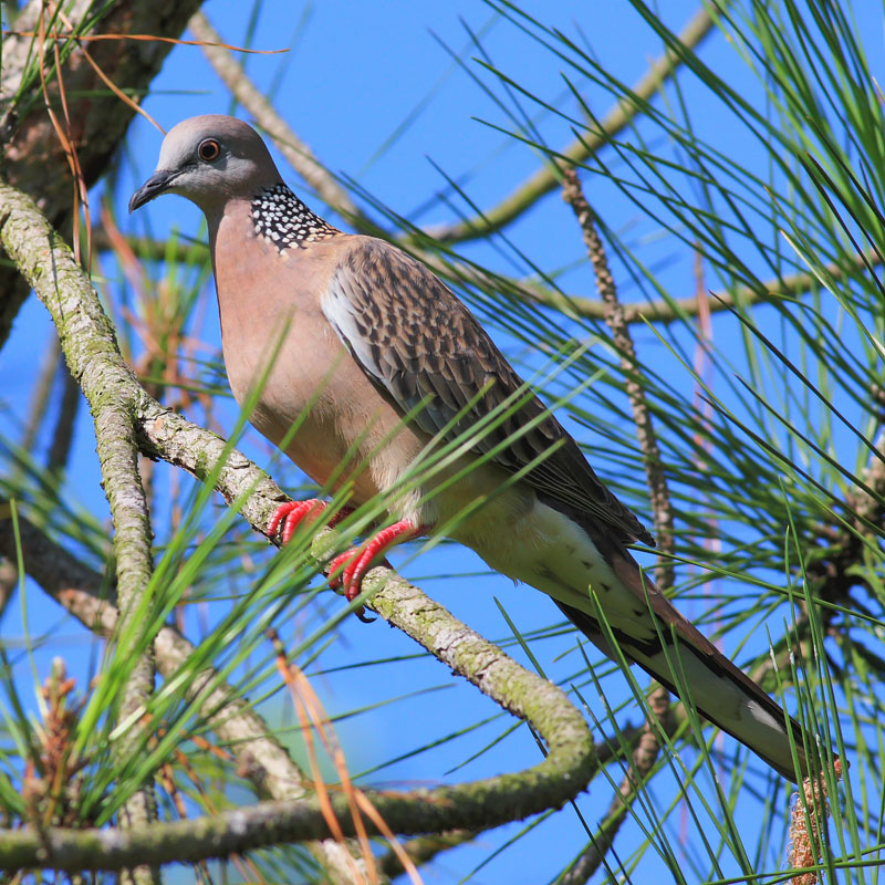 Spotted Dove